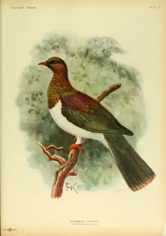 Extinctbirds1907 P21 Hemiphaga spadicea0323.png