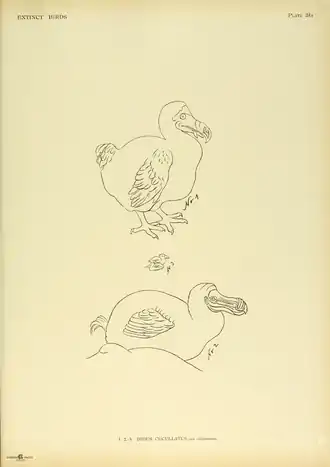 Extinctbirds1907 P24A Didus cucullatus0331.png