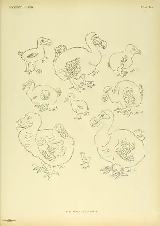 Extinctbirds1907 P24B Didus cucullatus0333.png