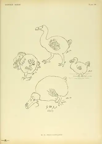 Extinctbirds1907 P24C Didus cucullatus0335.png