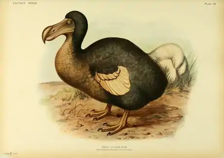 Extinctbirds1907 P24 Didus cucullatus0329.png