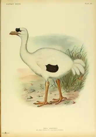 Extinctbirds1907 P25A Didus solitarius0339.png