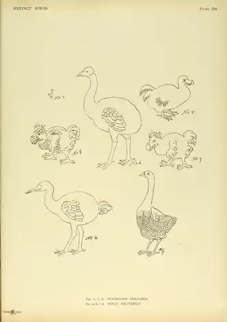Extinctbirds1907 P25B Didus solitarius0341.png