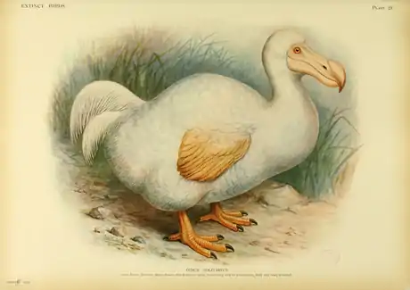 Extinctbirds1907 P25 Didus solitarius0337.png