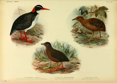Extinctbirds1907 P26 Hypotaenidia pacifica0343.png
