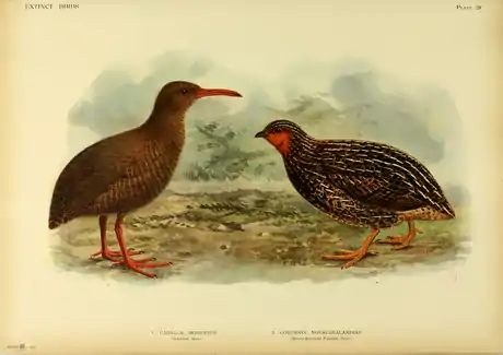 Extinctbirds1907 P28 Cabalus modestus0347.png