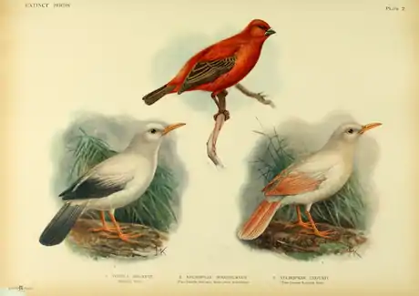 Extinctbirds1907 P2 Necropsar rodericanus.png