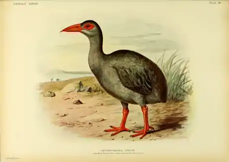 Extinctbirds1907 P30 Erythromachus leguati0351.png