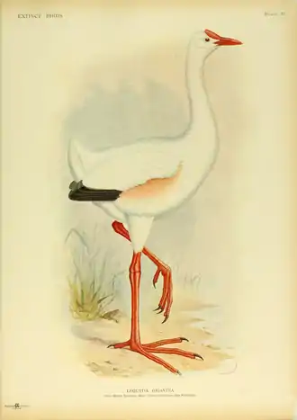 Extinctbirds1907 P31 Leguatia gigantea0353.png