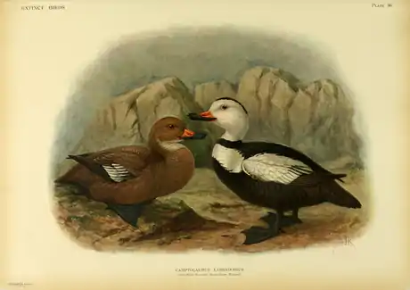 Extinctbirds1907 P36 Camptolaemus labradorius0363.png