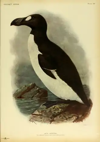 Extinctbirds1907 P38 Alca impennis0367.png