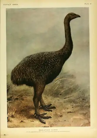 Extinctbirds1907 P41 Megalapteryx huttoni.png