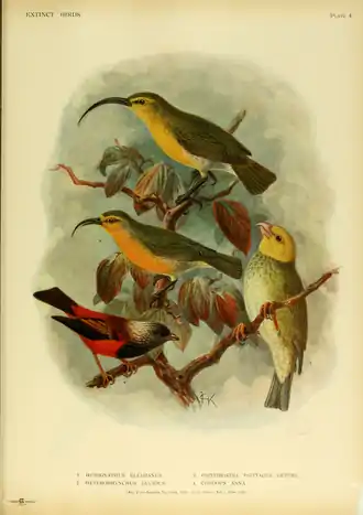 Extinctbirds1907 P4 Hemignathus ellisianus0287.png