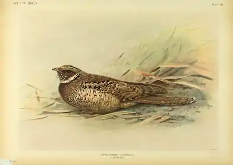 Extinctbirds1907 P5A Siphonorhis americana.png
