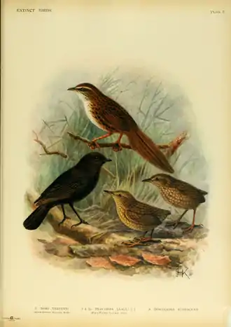 Extinctbirds1907 P5 Traversia lyalli0289.png