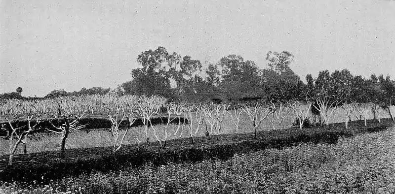 Farmers of forty centuries - Fields graded.jpg