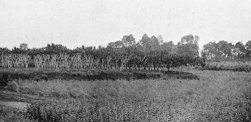 Farmers of forty centuries - Fields graded (2).jpg