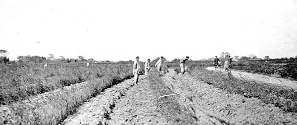 Farmers of forty centuries - Turning under a crop of “Chinese clover” for green manure.jpg