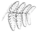 Ferns and evergreens of New England - Aspidium boottii.png