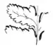 Ferns and evergreens of New England - Asplenium filix-fœmina smaller variety.png