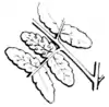 Ferns and evergreens of New England - Oak Fern.png