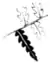 Ferns and evergreens of New England - Once divided, and divisions parted.png