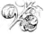 Ferns and evergreens of New England - Onoclea.png