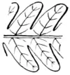Ferns and evergreens of New England - Onoclea struthiopteris (struthiopteris germanica).png