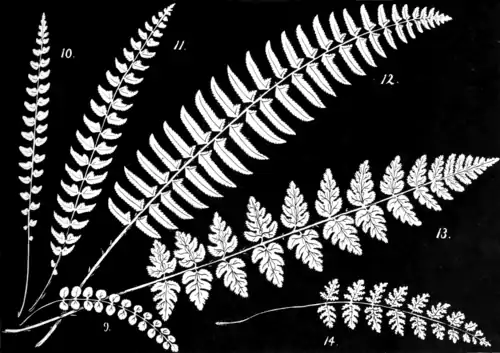 Ferns and evergreens of New England - Plate II.png