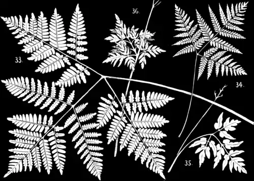 Ferns and evergreens of New England - Plate IX.png