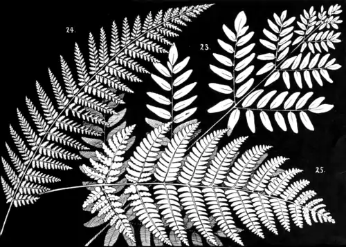 Ferns and evergreens of New England - Plate VI.png