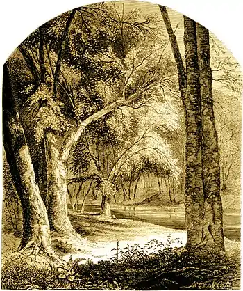 Forest Hymn pg 15.jpg