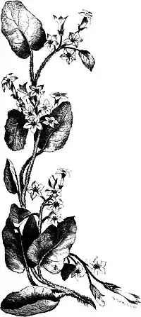 Forest Hymn pg 19.jpg