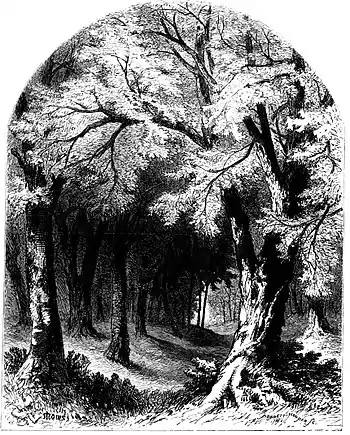 Forest Hymn pg 31.jpg