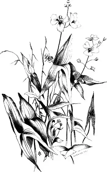 Forest Hymn pg 43b.jpg