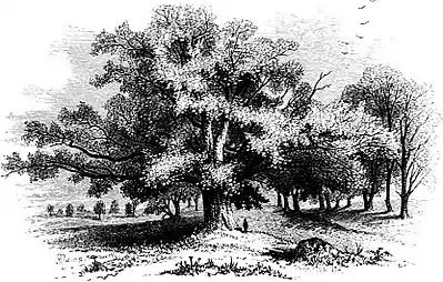 Forest Hymn pg 47b.jpg