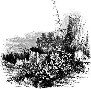 Forest Hymn pg 49b.jpg