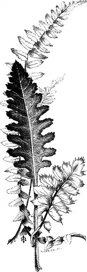 Forest Hymn pg 57b.jpg