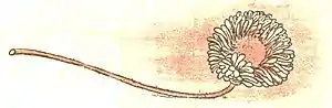 Gertie's sun flower pg 17b.jpg