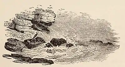 Fig. 63.—The Solitary Cormorant. From Bewick’s “British Birds.”