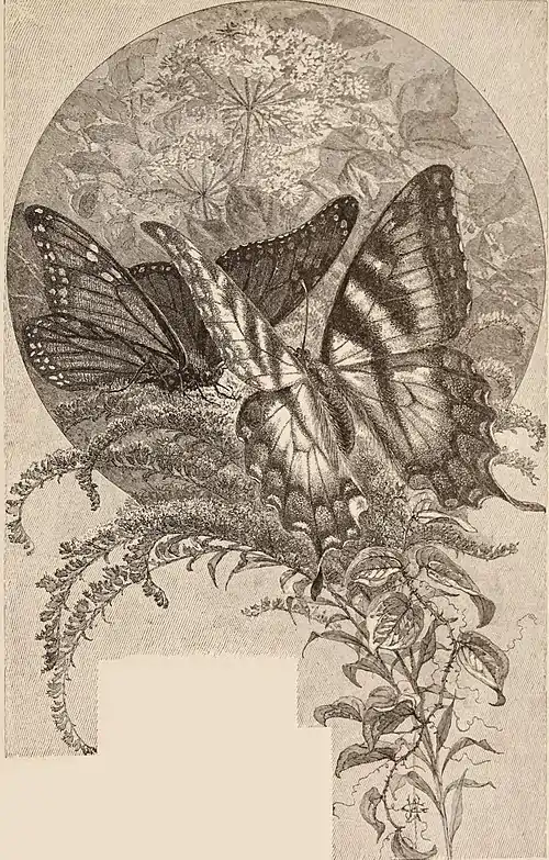 Fig. 77.—Butterflies Engraved by F. S. King