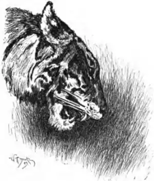 Shere Khan's head