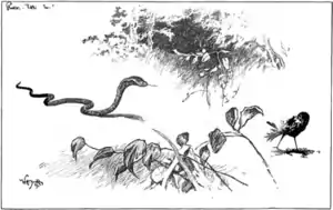 Jungle book p224r.png