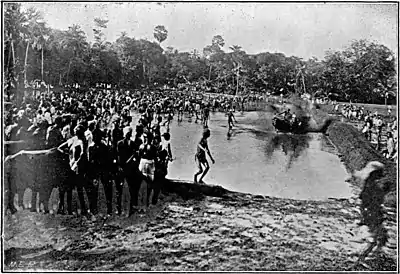 Kambla Buffalo race.jpg