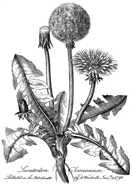 .mw-parser-output .wst-center{text-align:center}.mw-parser-output .wst-center.wst-center-nomargin>p{margin-bottom:0}
Leontodon Taraxacum.

.mw-parser-output .wst-center{text-align:center}.mw-parser-output .wst-center.wst-center-nomargin>p{margin-bottom:0}
Published as the Act directs by Dr Woodville Janry. 1. 1790.