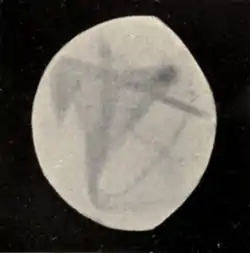Lowell - Mars (1896) - Plate 21 Figure 5.png