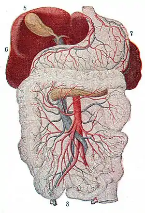 Lungs gall bladder liver stomach digestive tract-extract.jpg