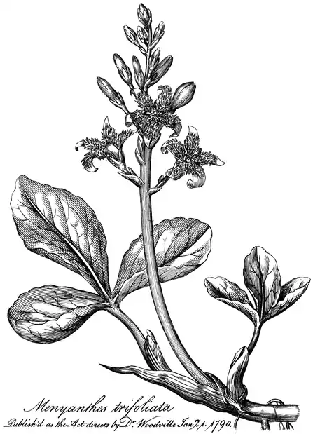 .mw-parser-output .wst-center{text-align:center}.mw-parser-output .wst-center.wst-center-nomargin>p{margin-bottom:0}
Menyanthes trifoliata.

.mw-parser-output .wst-center{text-align:center}.mw-parser-output .wst-center.wst-center-nomargin>p{margin-bottom:0}
Published as the Act directs by Dr Woodville Janry. 1. 1790.