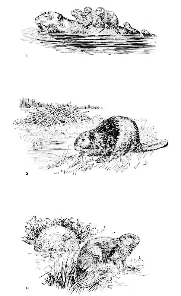 NIE 1905 Beaver.jpg