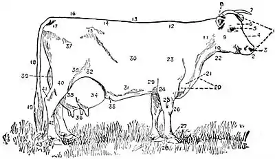 NIE 1905 Cattle - cow showing points.jpg